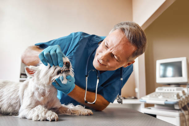 Best Emergency Treatment for Dental Infections or Abscesses in Alachua, FL